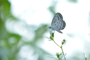 白い蝶と白い花