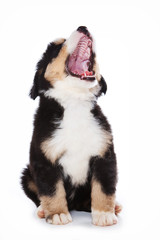 Puppy Bernese Mountain Dog sits and barks (isolated on white)