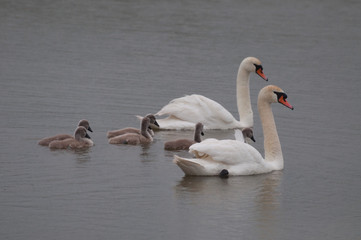 lovely swan family with chicks