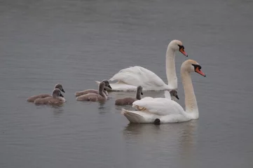 Papier Peint photo Cygne lovely swan family with chicks