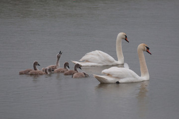 swan family and chick calling for attention