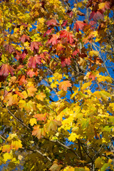 Fall autumn maple leaves