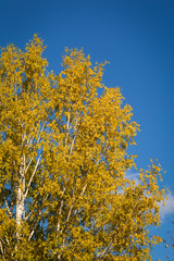 Fototapeta premium Fall autumn maple leaves