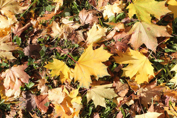 Background from the yellow fallen maple leaves in the fall