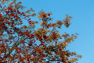 Rowan, ashberry fall autumn tree