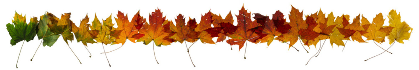 maple autumn leaves color change, studio photographed, with transparency and isolated on absolute white