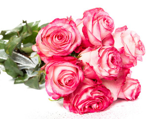 Naklejka premium Fresh pink roses on white