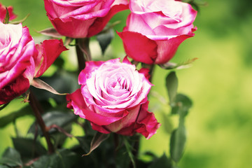 Obraz premium Fresh pink roses on white