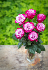 Fresh pink roses on white