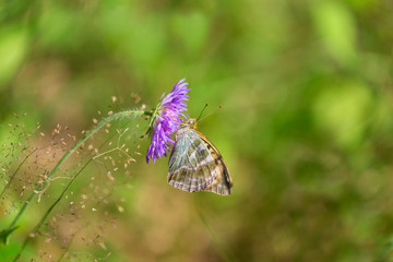 Beautiful butterfly in the forest