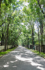 trees between road
