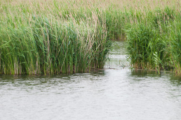 opening in a reed row on a lake