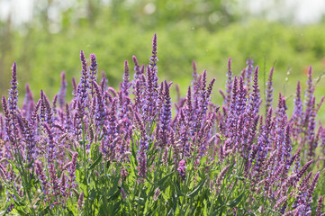 wild meadow purple flowers