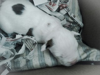Cachorro
