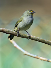 Yellow-faced Grassquit (Tiaris olivacea) young male, perched on twig, Republic of Cuba in March
