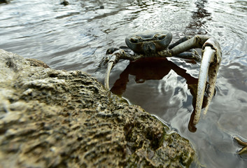 Blue Land Crab (Cardisoma Guanhumi) Mangrove Land Crab likely to be Cardisoma guanhumi Maria La Gorda Guanahacabibes UNESCO Biosphere Reserve Cuba Caribbe 
