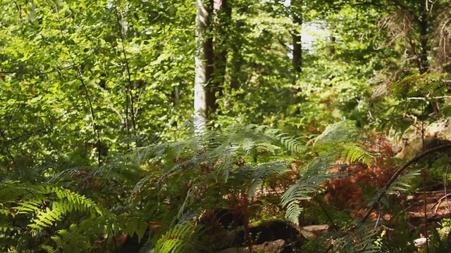 HD 1080 close up: fern plants waving at slow wind at sunny summer day in forest