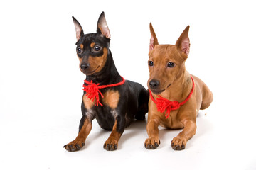 Two pinscher (isolated on white)