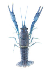 Blue crayfish isolated on a white background.