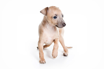 Puppy stands levretki (isolated on white)