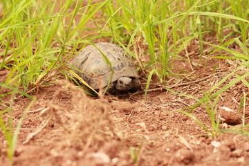 Turtle in the grass.
