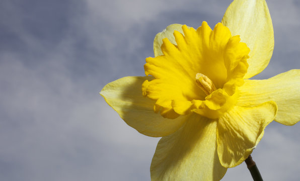 Yellow daffodil with clouds and sky behind