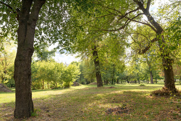 Fototapeta na wymiar Various Trees in the Park