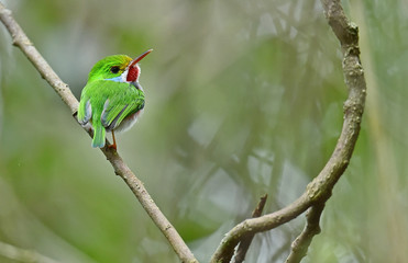 Cuban Tody (Todus multicolor)