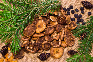 mushrooms with pine branches