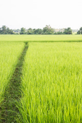 Rural rice field green grass