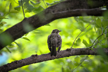 Vogel im Central Park