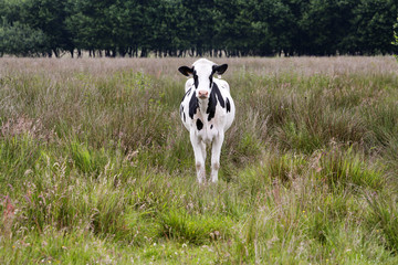 Lonesome calf