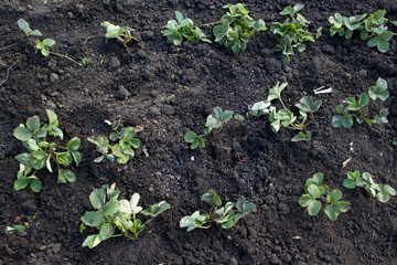 The beds of strawberries in the spring at the cottage