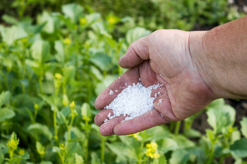 chemical fertilizer on farmer hand over green background
