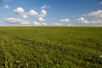 green crop field and blue cloudy sky