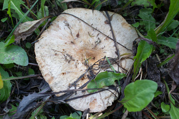 Saffron milk cap (Lactarius deliciosus) in a pine forest