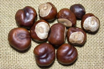 Horse chestnuts still life decoration on burlap background