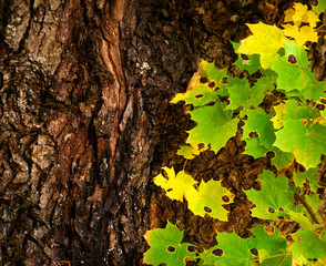 Multicolored maple leaves and trunk