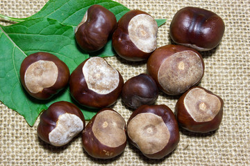 Horse chestnuts on top of a burlap fabric