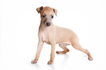 Obraz premium Puppy stands levretki (isolated on white)