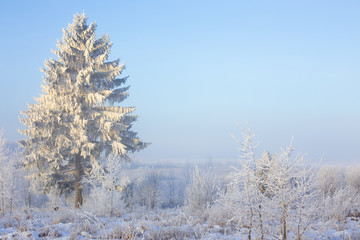 winter landscape with fir