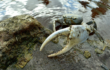 Blue Land Crab (Cardisoma Guanhumi) Mangrove Land Crab likely to be Cardisoma guanhumi Maria La Gorda Guanahacabibes UNESCO Biosphere Reserve Cuba Caribbe 
