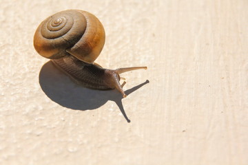 Snail and shadow on concrete floor