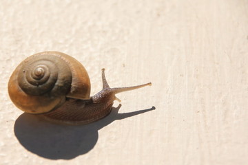 Snail and shadow on concrete floor
