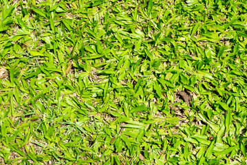 Green grass texture background, Nature texture