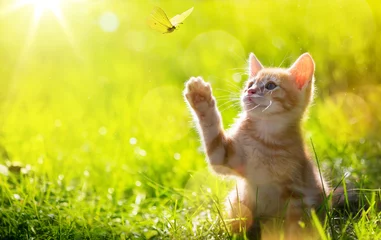 Foto auf Acrylglas Katze art Junge Katze / Kätzchen jagt einen Marienkäfer mit Back Lit