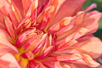 Pink dahlia
