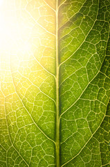 Leaf texture with light flare