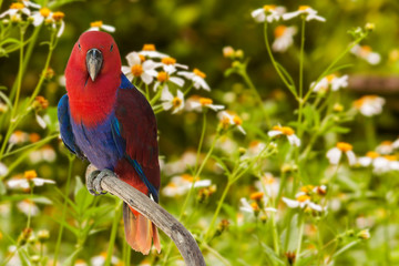 parrots on white flower background