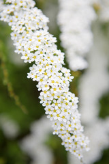 White flowers